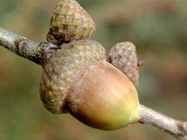 Roteiche (Quercus rubra)