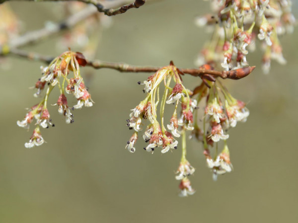 Flatterulme (Ulmus laevis)