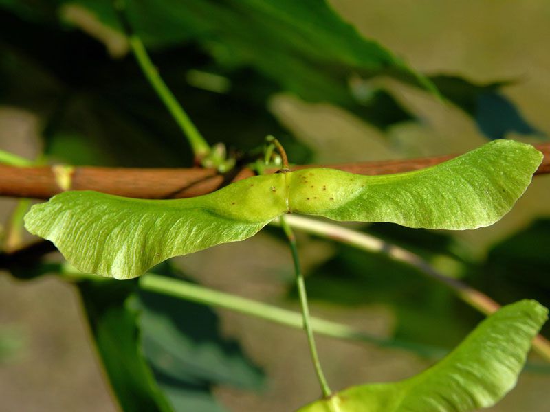Spitzahorn | Acer platanoides