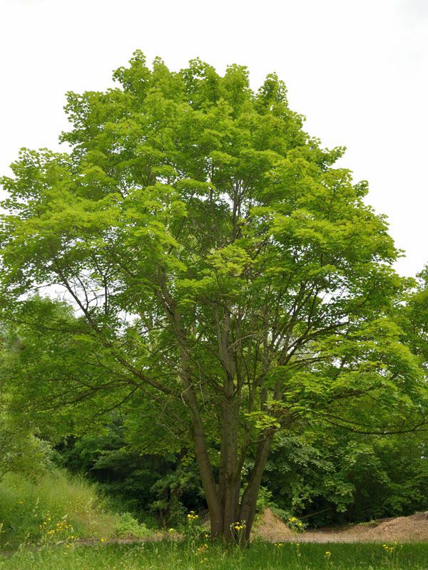 Bergahorn, Acer pseudoplatanus