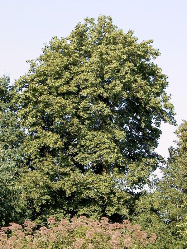 Acer platanoides