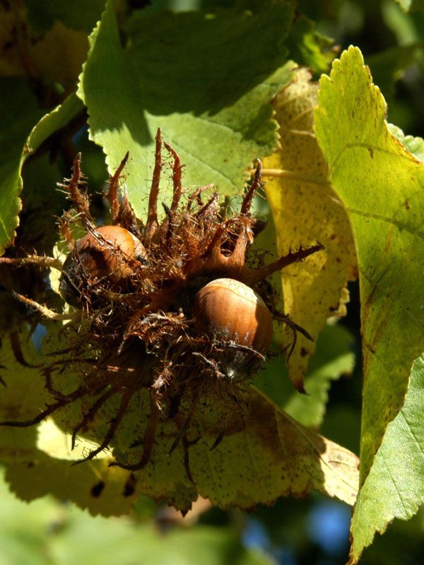 Baumhasel | corylus colurna