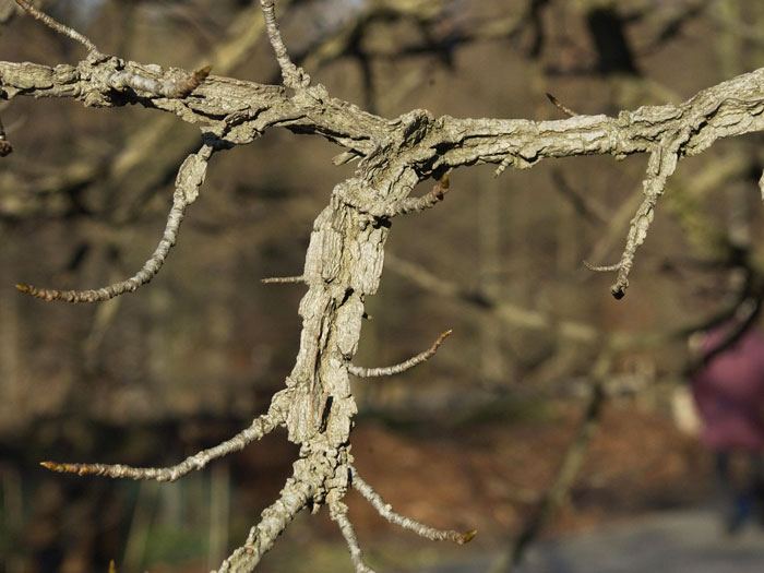 Amberbaum, Liquidambar styraciflua