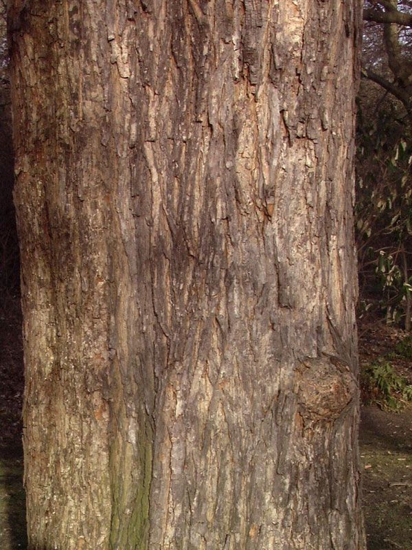 Feldahorn 30-50 cm